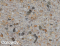 Exposed aggregate 20kg Caraway